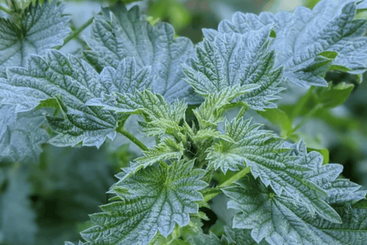 The Ultimate Healing Power of Rhododendron & Nettle Tea Revealed