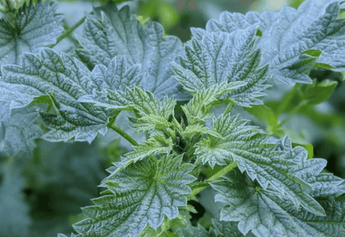 The Ultimate Healing Power of Rhododendron & Nettle Tea Revealed