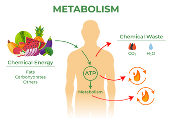 The Science Behind Apple Cider Vinegar and Metabolism