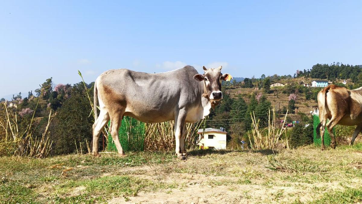 What's So Special About Badri Cow Ghee?