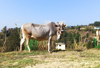 What's So Special About Badri Cow Ghee?
