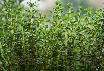 Thyme as Substitute of Salt: Using Thyme to Reduce Sodium Intake