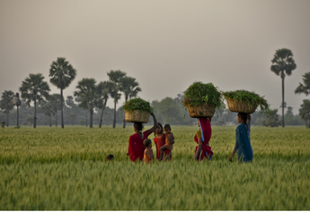 Cultivating Change: Nirvana Organic & The OCS Foundation's Sustainable Agriculture Mission