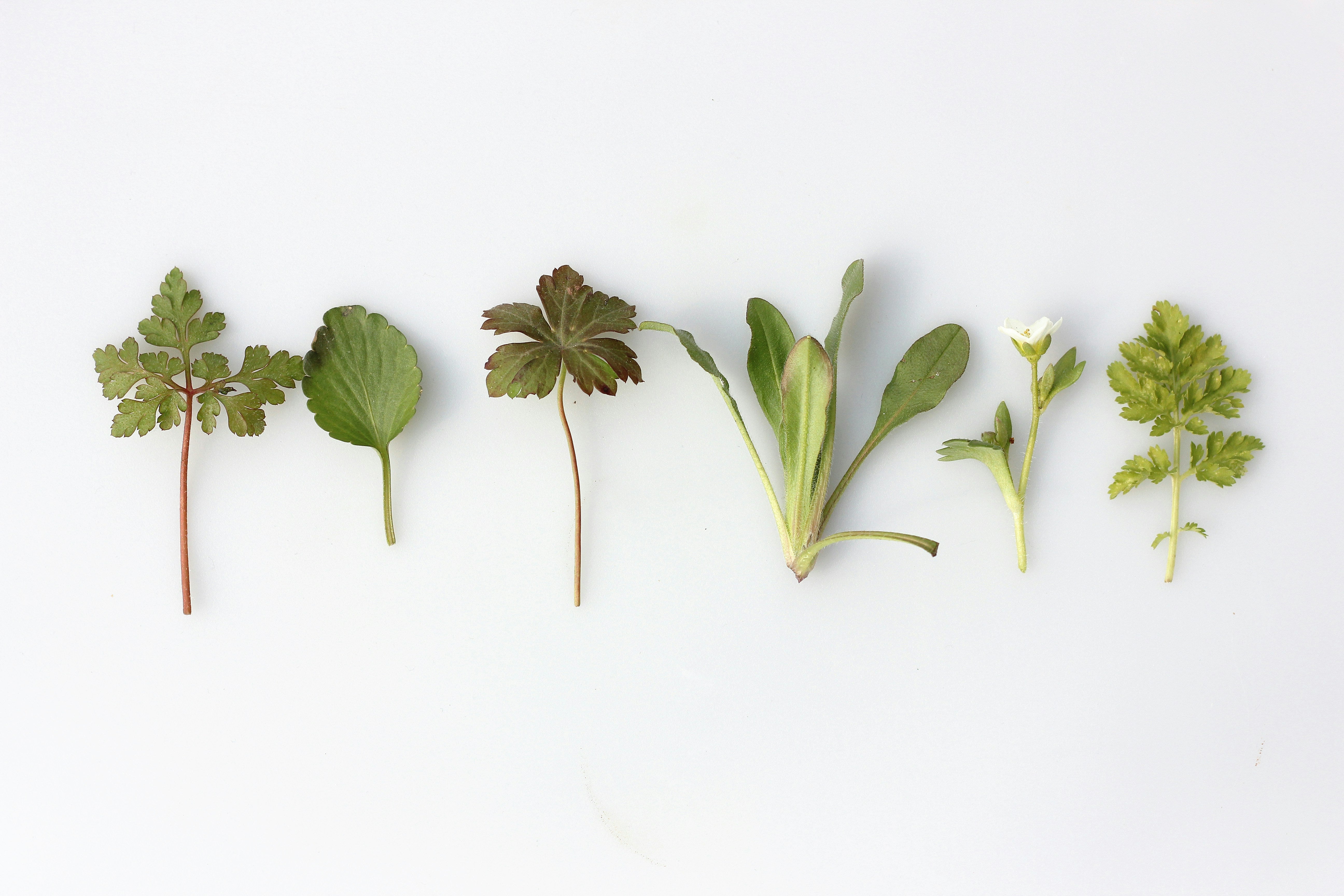 Himalayan Herbs: The Healing Power Of Uttarakhand's herbs will amaze you