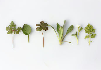 Himalayan Herbs: The Healing Power Of Uttarakhand's herbs will amaze you