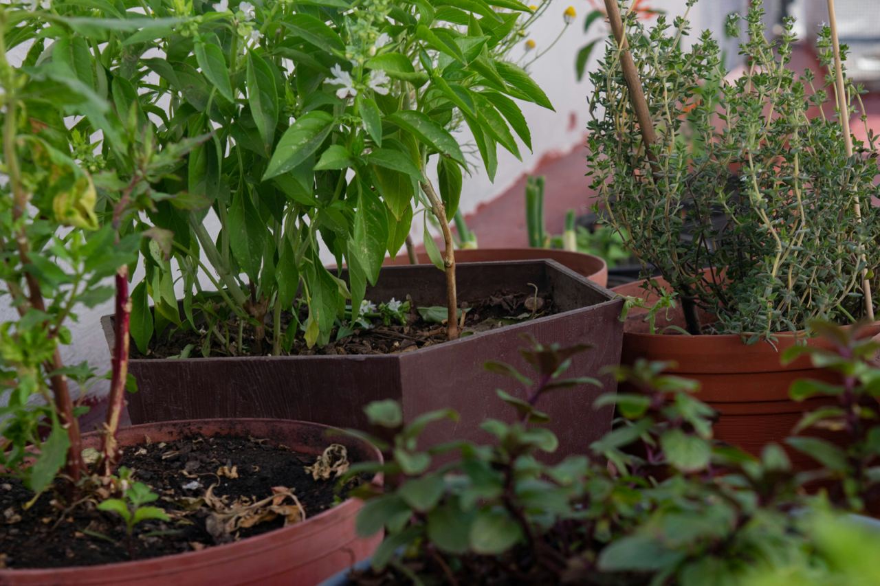 Organic Gardening: 7 Essential Tips for Beginners