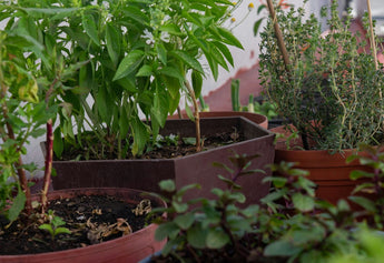 Organic Gardening: 7 Essential Tips for Beginners