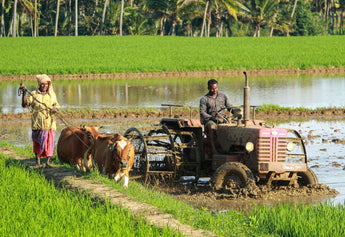 Empowering Local Farmers: The Story Behind Nirvana Organic