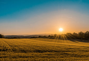 From Farm to Fork: The Journey of Nirvana Organic Products