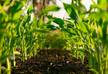 The Organic Advantage: How Organic Farming Benefits You and the Environment