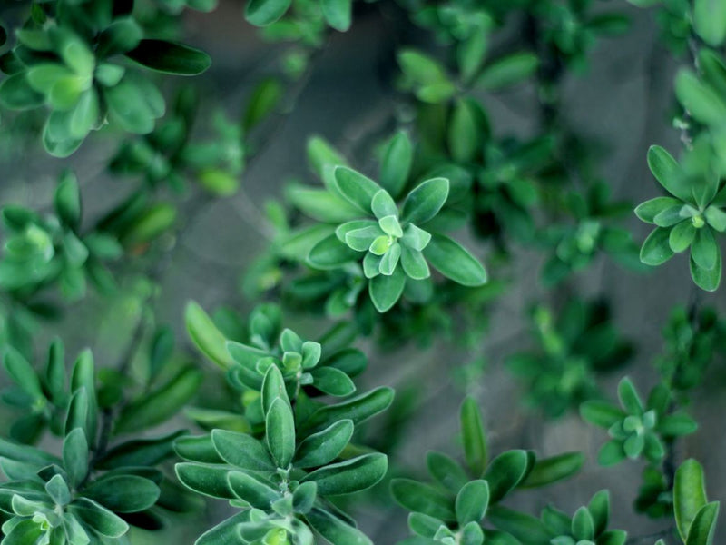 Thyme Benefits & Uses: Tiny Herb, Big Flavor & Health Punch
