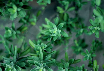 Thyme Benefits & Uses: Tiny Herb, Big Flavor & Health Punch