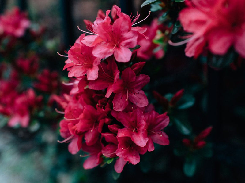 Buransh Juice: 6 Health Benefits of the Himalayan "Miracle Flower”