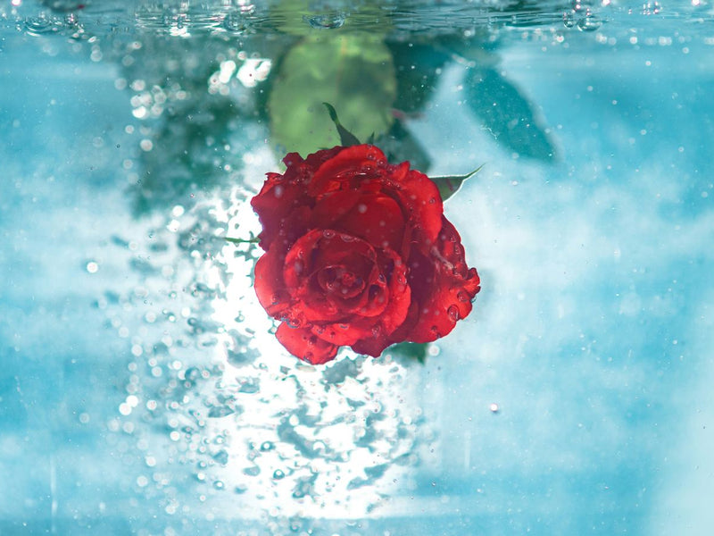 Beyond the Label: Why Organic Rose Water Matters