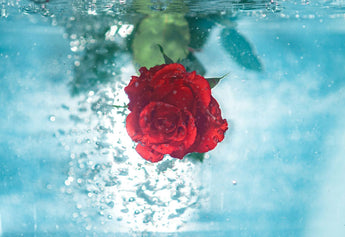 Beyond the Label: Why Organic Rose Water Matters