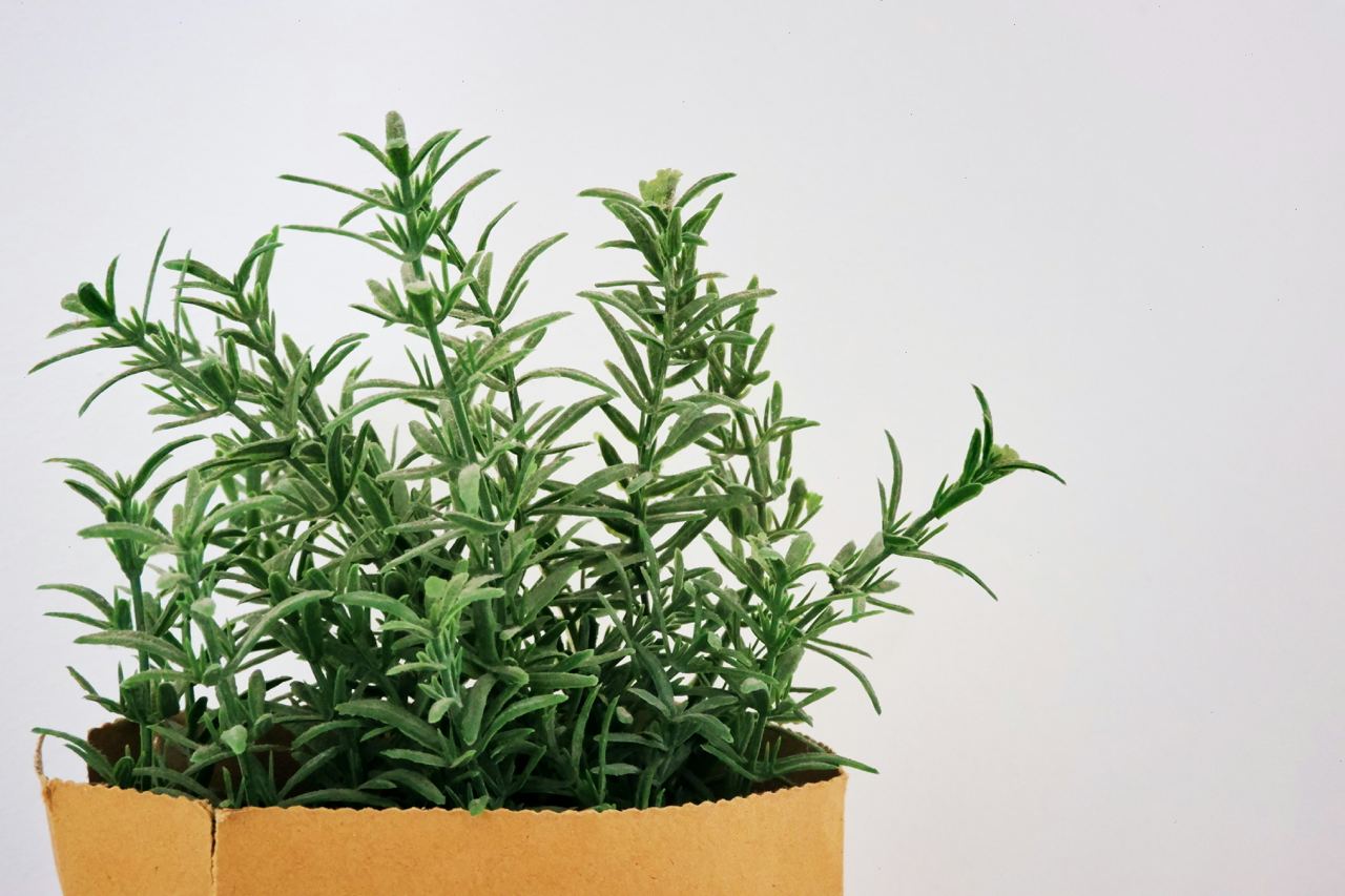 Beyond the Herb Rack: Rosemary's Versatility in the Kitchen and Beyond