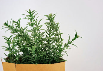 Beyond the Herb Rack: Rosemary's Versatility in the Kitchen and Beyond