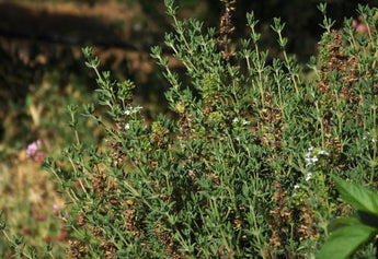 Thyme and Cheese: A Match Made in Culinary Heaven