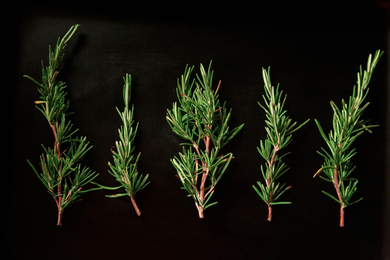 Rosemary's Fragrant Power: Cultivating and Utilizing This Aromatic Herb at Home