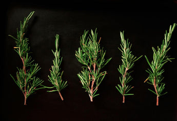 Rosemary's Fragrant Power: Cultivating and Utilizing This Aromatic Herb at Home