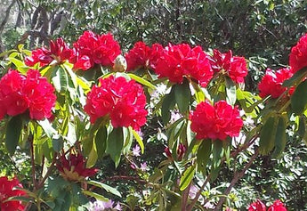 Top 10 Health Benefits of Rhododendron Tea You Need to Know