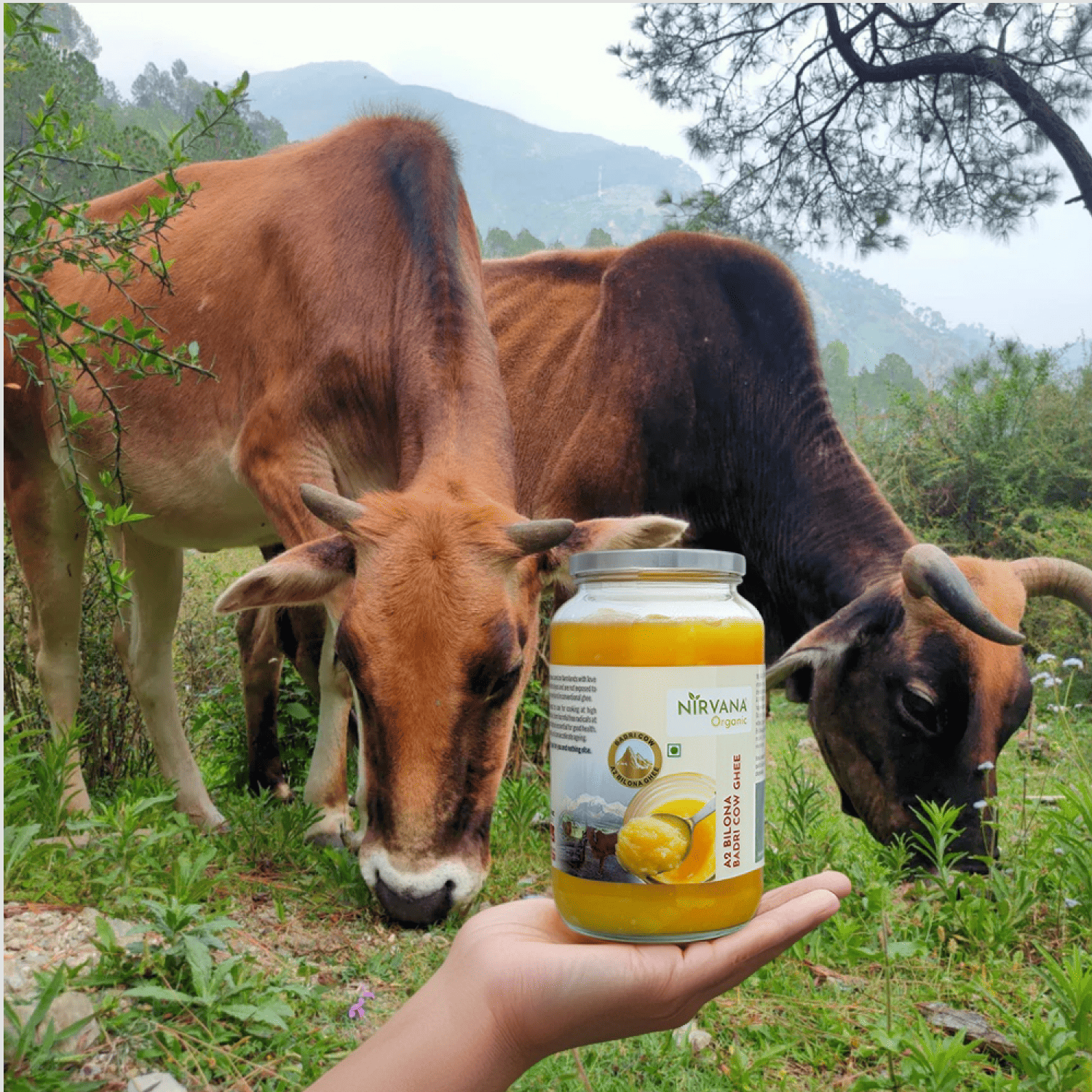 Badri Cow A2 Ghee-Made by Bilona Method (500gms)