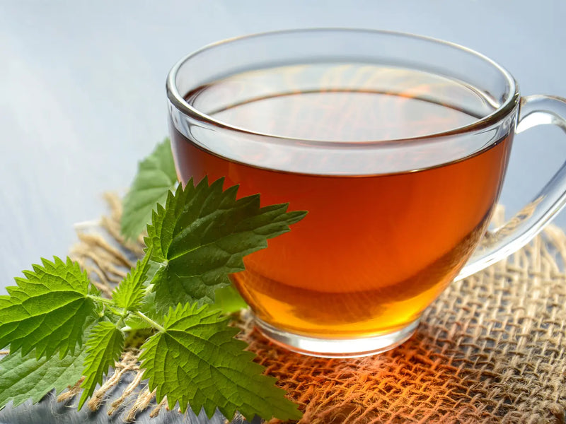 Nettle Tea Dosage: How Much Should Adults Drink?