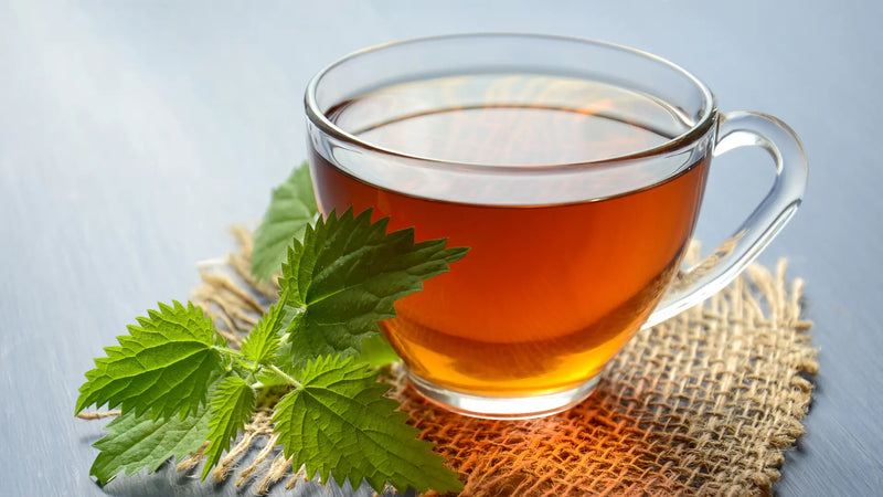 Nettle Tea Dosage: How Much Should Adults Drink?