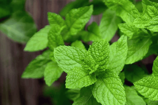 Discover the Top 10 Herbs in Nirvana Organic's Evening Blend