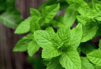 Discover the Top 10 Herbs in Nirvana Organic's Evening Blend