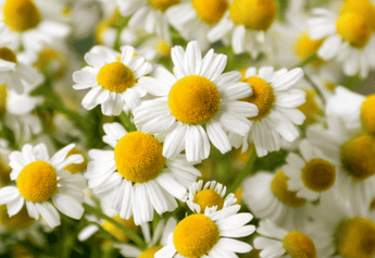 Chamomile Tea for Women's Health: Menstrual Relief, Hormone Balance, and Wellness