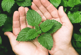Mint: A Cooling Herb for Stress Relief and Relaxation