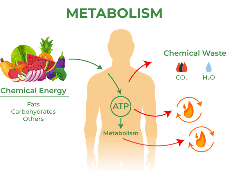 The Science Behind Apple Cider Vinegar and Metabolism