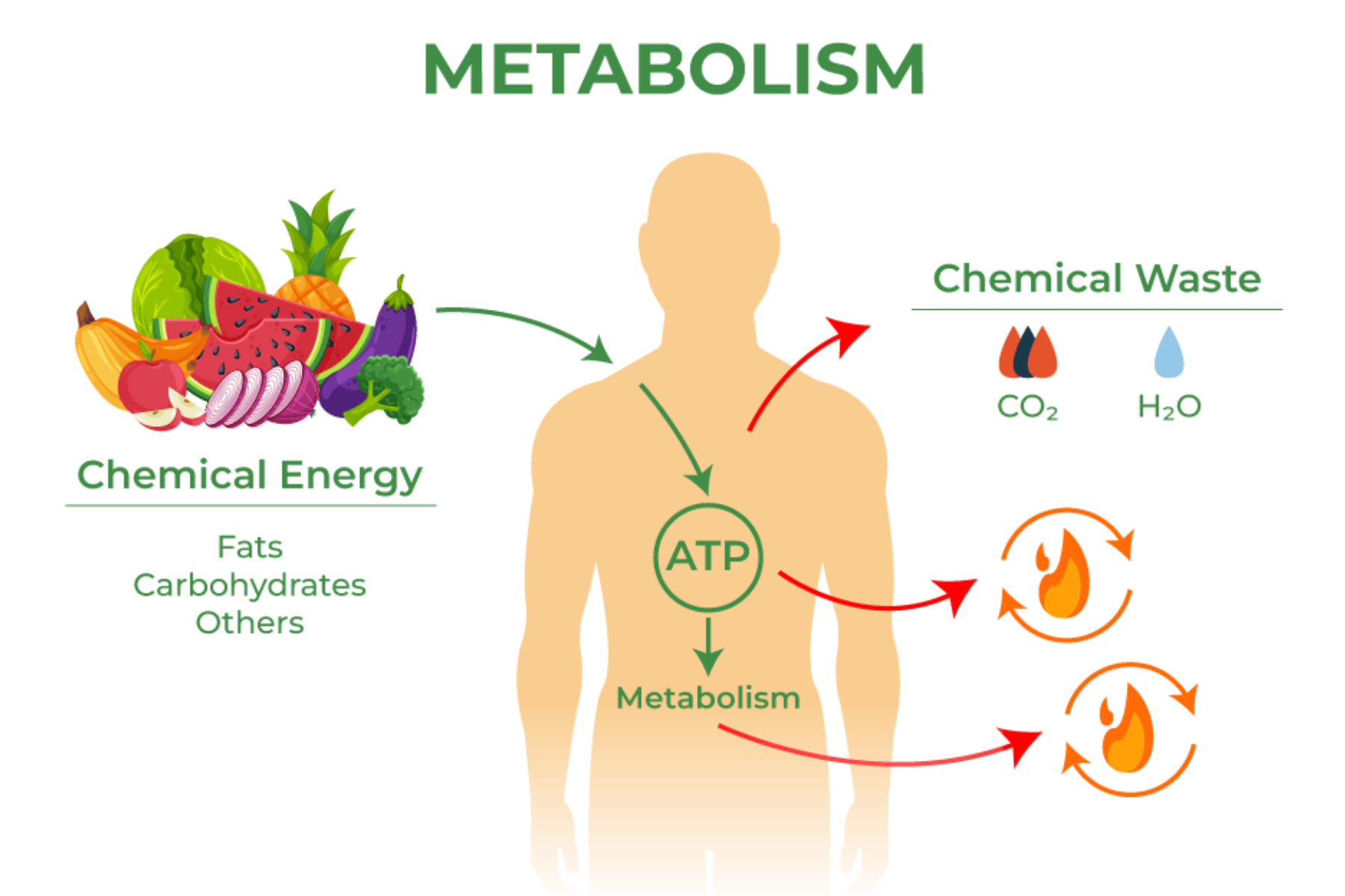 The Science Behind Apple Cider Vinegar and Metabolism