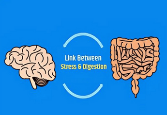 Understanding the Gut-Brain Connection: Stress and Digestion