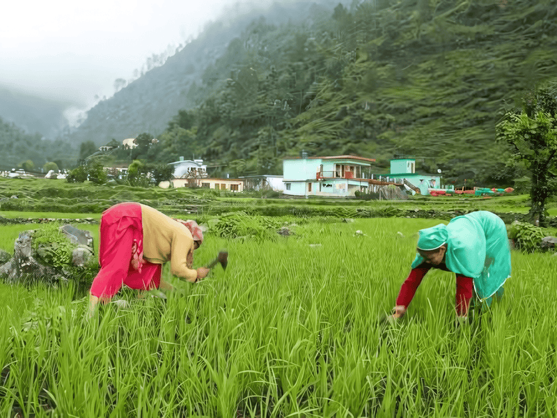 Why Nirvana Organic is the Best Choice for Supporting Local Farmers