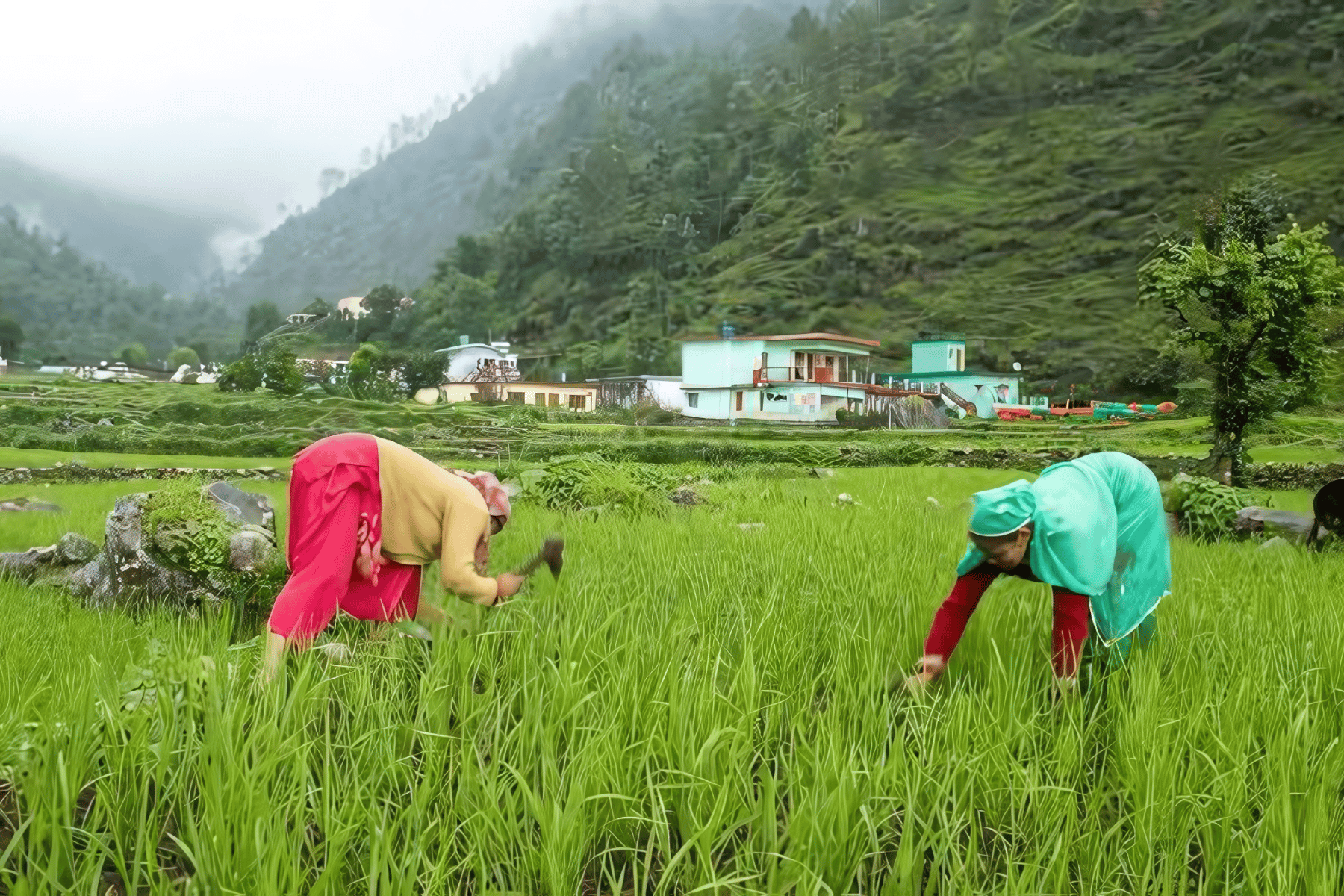Why Nirvana Organic is the Best Choice for Supporting Local Farmers