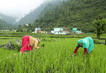 Why Nirvana Organic is the Best Choice for Supporting Local Farmers