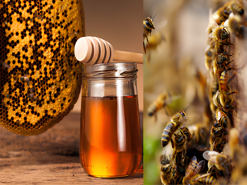 5 Reasons to Switch to Raw Forest Honey for a Healthier Lifestyle