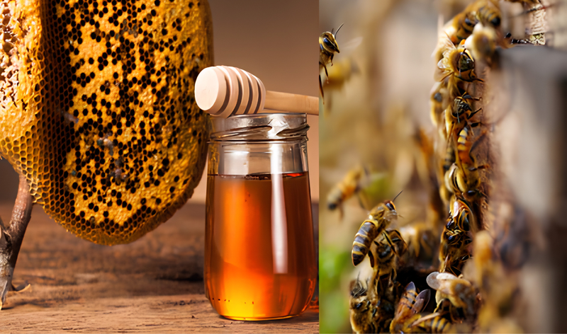 5 Reasons to Switch to Raw Forest Honey for a Healthier Lifestyle
