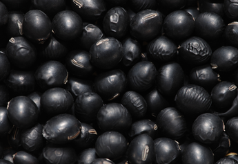 Protein-Packed and Easy: Simple Black Soybean Recipes for Everyday Meals