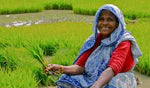 Traditional farming practices