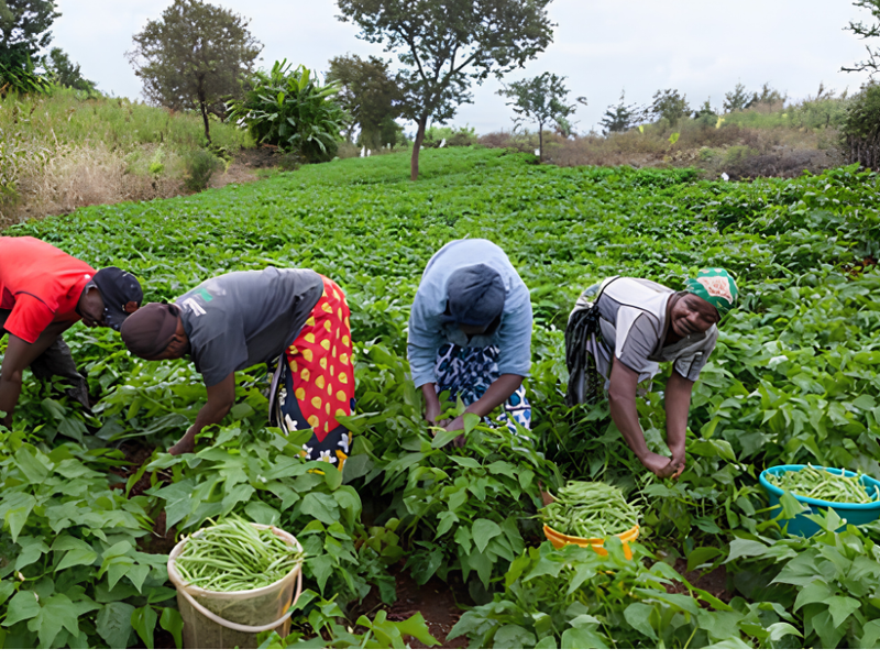 A Deep Dive into India's Organic Farming Heritage: A Journey Through History and Tradition