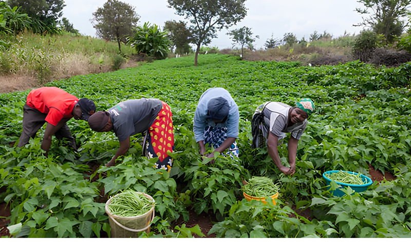 A Deep Dive into India's Organic Farming Heritage: A Journey Through History and Tradition