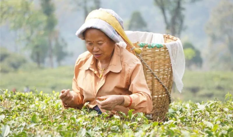 Building a Better Future: How You Can Support Women Farmers in the Himalayas