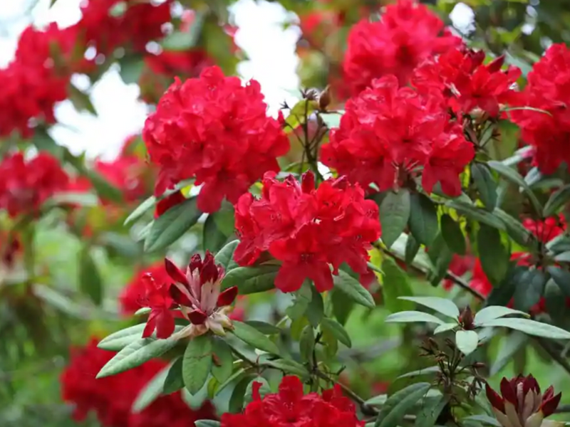 Organic Buransh Squash: Pure Mountain Goodness