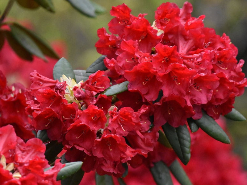 Buransh Squash Rhododendron  A Traditional Himalayan Flower Drink