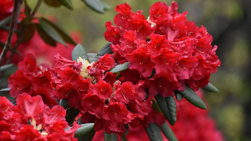 Buransh Squash Rhododendron | A Traditional Himalayan Flower Drink