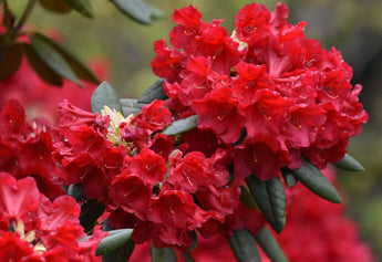 Buransh Squash Rhododendron | A Traditional Himalayan Flower Drink
