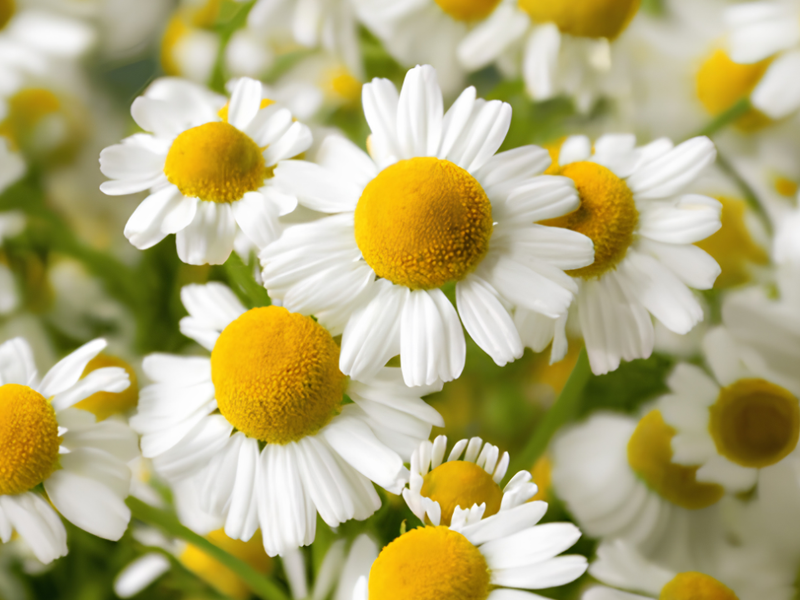 Chamomile Tea for Women's Health: Menstrual Relief, Hormone Balance, and Wellness